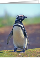 Blank Note Card, Galapagos penguin card