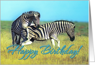 Happy Birthday, Two funny zebras card