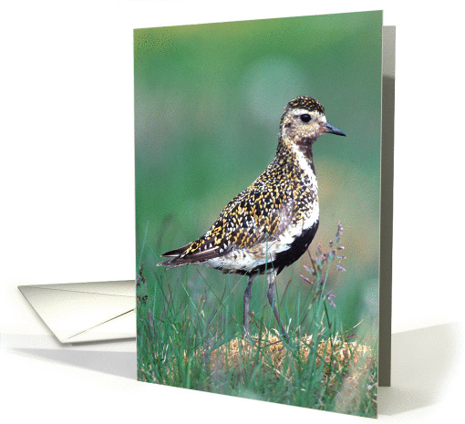 Golden Plover card (1400352)