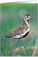 Golden Plover card