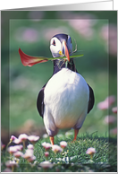 Puffin with flower Any Occasion Blank card