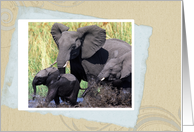 Family elephants card