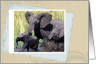 Family elephants card