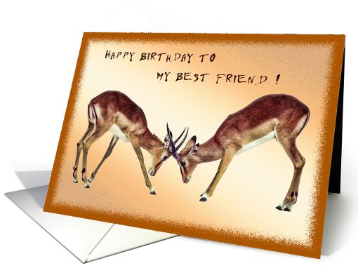 Fighting animals greeting card - friend card (611263)