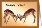 Fighting animals Thank you card