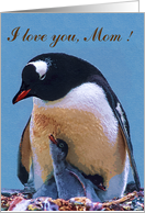 Mother’s day Card
