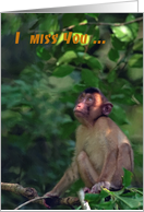 I miss you, Macaque Monkey card