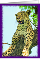 Leopard Card