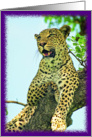 Leopard Card