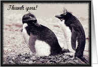 Thank you, two penguins Card