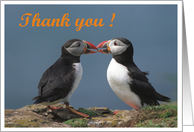 Thank you card, Kissing Puffins card
