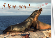I love you card, two fur seals card