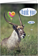 Thank you card, Waterbuck with balloon card