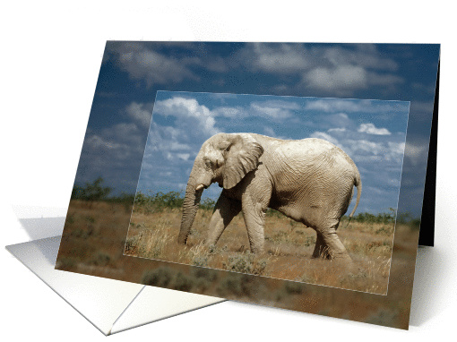 Elephant card (864004)