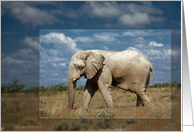 Elephant card