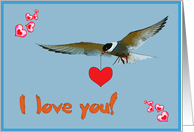 I love you card, sea gull with hearts card