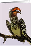 Yellow Billed Hornbill card