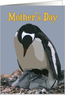 Mother’s Day Mom, Mother Penguin with Two Chicks card