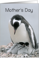 Mother’s Day Mom, Mother Penguin with Two Chicks card