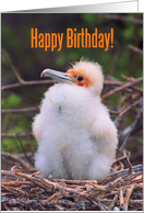 Happy birthday,Chick great frigatebird on the nest Card