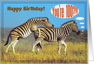 Happy 100th Birthday card,Two playing zebras card