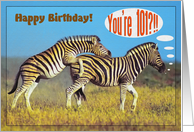 Happy 101st Birthday card,Two playing zebras card
