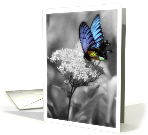 With deepest sympathy, Butterfly card (871023)