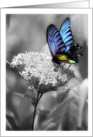 With deepest sympathy, Butterfly card