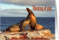 Thinking of you card, Two fur seals in love card