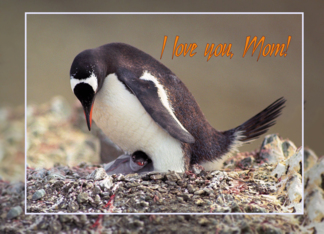 I love you, Mom card...