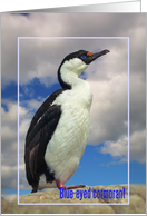 Happy birthday, Blue-eyed cormorant card, card