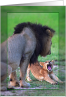 Male lion with cub card