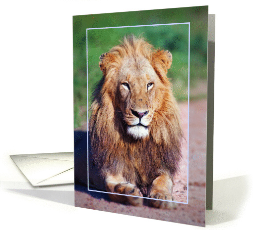 Male lion card (875655)