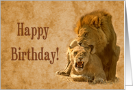 Happy Birthday ,Stud, Male and Female Lions card