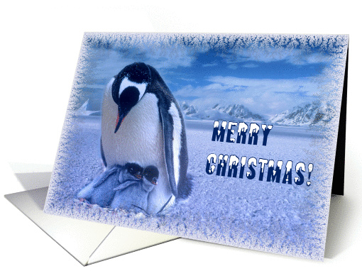 Merry Christmas card, Penguin's mom with two chicks card (876618)