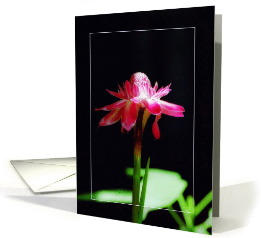 With deepest sympathy card, Orchid card (876708)