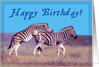 Happy Birthday card, two zebras in love card