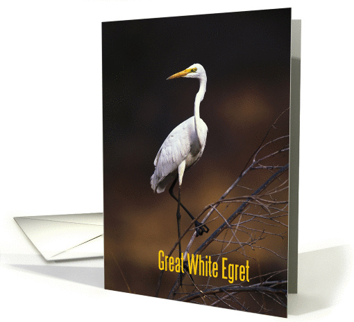 Great white egret on the branch card (877114)