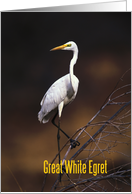 Great white egret on the branch card