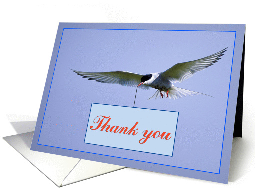 Thank you card, sea gull in flight card (877355)