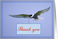 Thank you card, sea gull in flight card