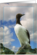 Bird greeting card, Common Guillemot card