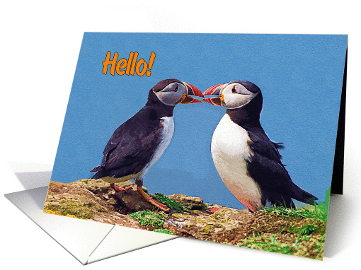 Hello greeting card, two funny puffins card (887590)