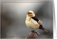 Bird song Card