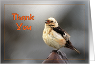 Thank you greeting card,bird spring song card