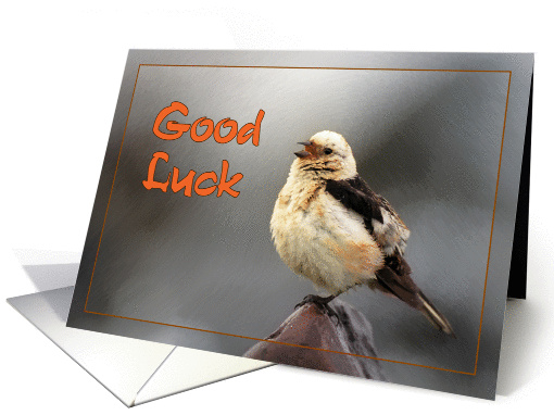 Good Luck greeting card,bird spring song card (889107)