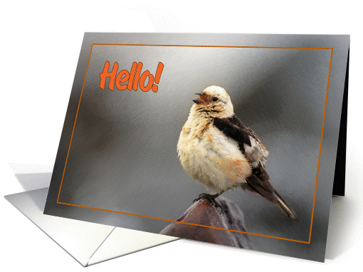 Hello greeting card,bird spring song card (889108)