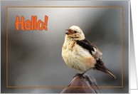 Hello greeting card,bird spring song card