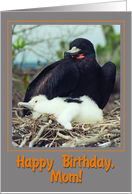 Happy birthday mom greeting card, Magnificent Frigatebird with chick card