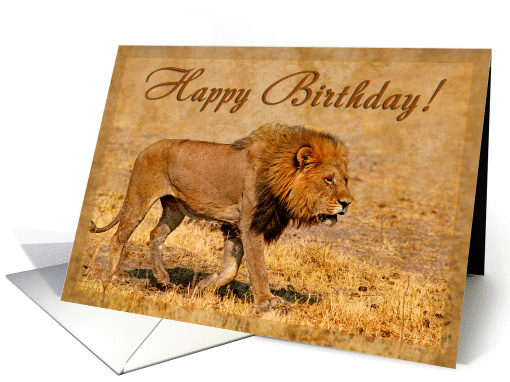 Happy Birthday greeting card, Male lion in hot savannah card (889514)